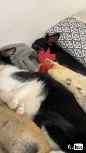 犬と猫と鶏の添い寝