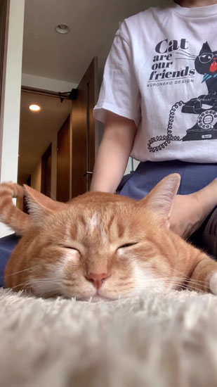 しっぽが動いてしまうナナちゃん