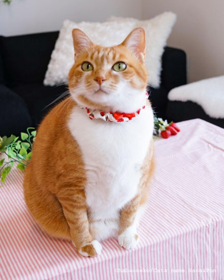 胸を見せつけるナナちゃん