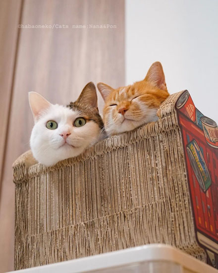 顔を出すナナちゃんとポンちゃん