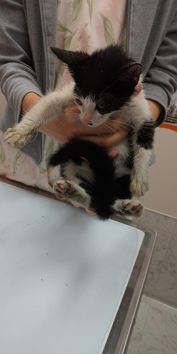 子猫ビフォアフ