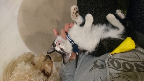 抱っこされる猫