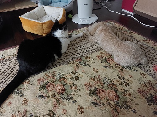 先住犬と保護猫