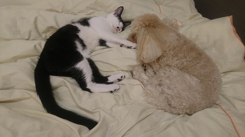 ワンコと仲良しな猫