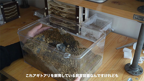 アギトアリの旧飼育容器