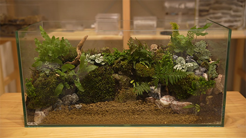 完成したテラリウム