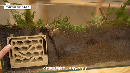 アリ飼育ケース