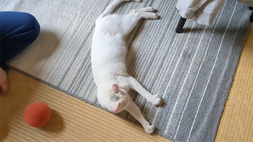 寝ころぶ白猫