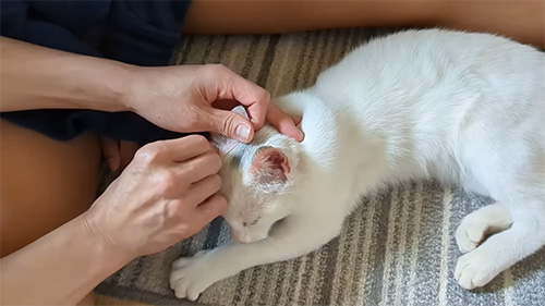 綿棒で右耳掃除