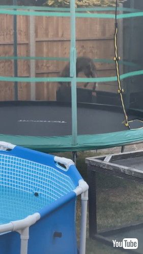 キツネがトランポリンで遊ぶ