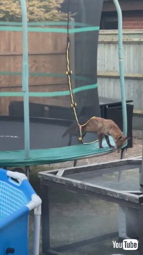 キツネがトランポリンで遊ぶ
