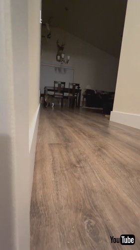 「Sneaky Cat Slides To Corner || ViralHog」