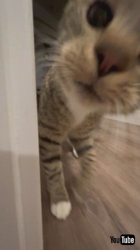 「Sneaky Cat Slides To Corner || ViralHog」