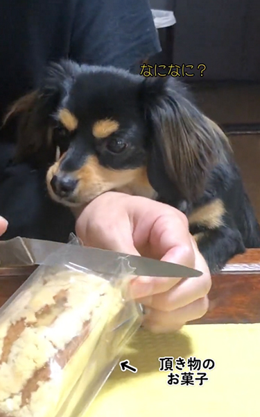 言葉が分かるワンコ