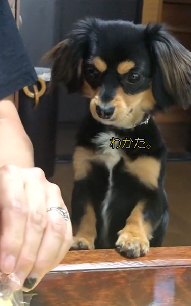 言葉が分かるワンコ