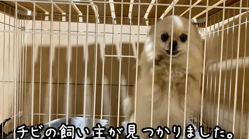 飼い主と再会した保護犬