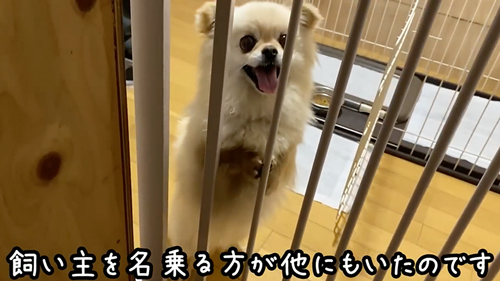 飼い主と再会した保護犬