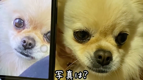 飼い主と再会した保護犬