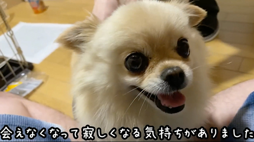 飼い主と再会した保護犬