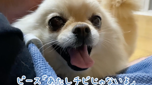 飼い主と再会した保護犬