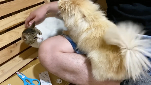 飼い主と再会した保護犬