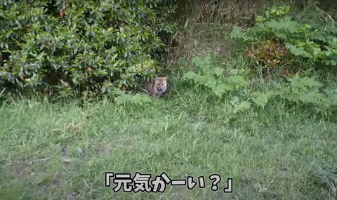 元気かーいテロップ