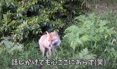 話かけてもテロップ