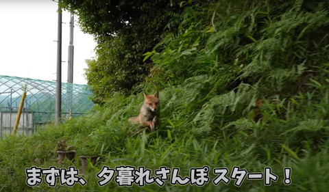まずは夕暮れさんぽテロップ