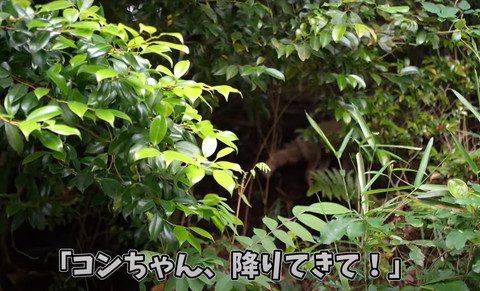 こんちゃん降りてきてテロップ