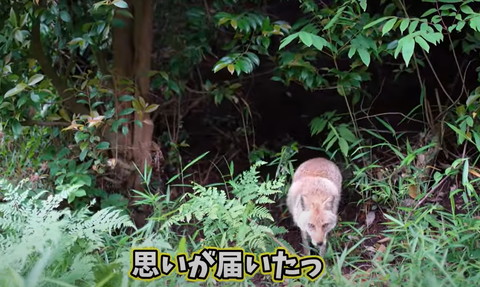 森から顔出すキツネ