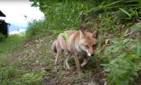歩いてるキツネ