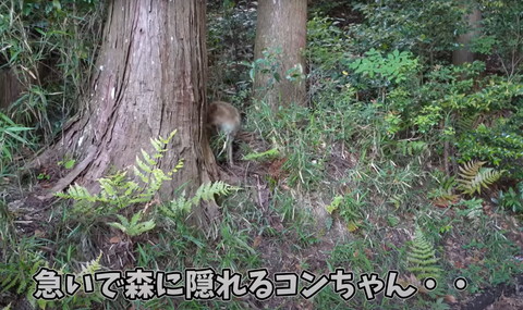 急いで森に隠れる