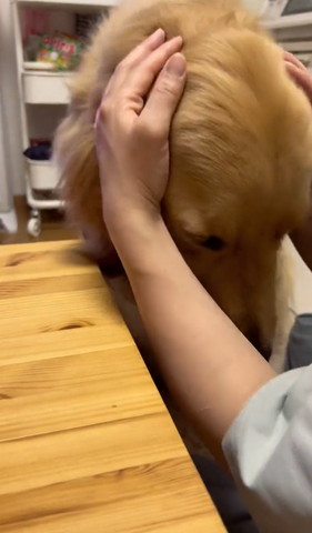 頭なでられてるワンコ