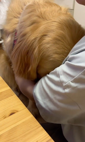 飼い主に顔うずめるワンコ前から