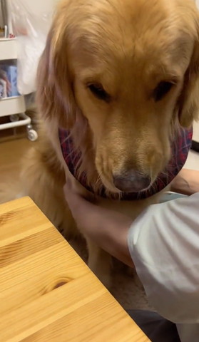 下向いてるワンコ