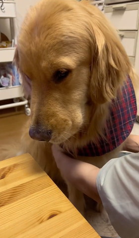 左下見てるワンコ