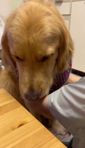 飼い主の腕なめるワンコ