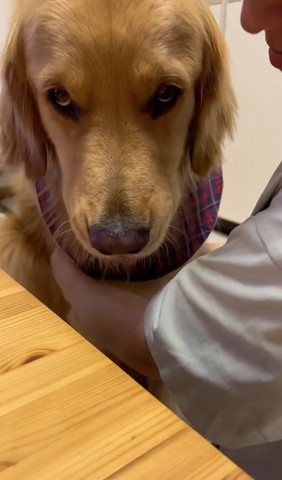 上目遣いワンコ正面