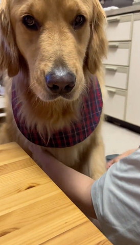 飼い主の足に前足のせるワンコ