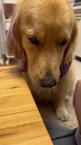 しょんぼりしてるワンコ