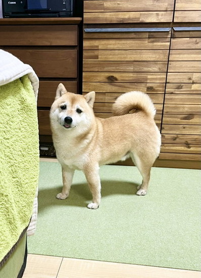 心配するワンコ