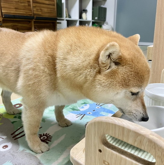 エサ皿を見る犬