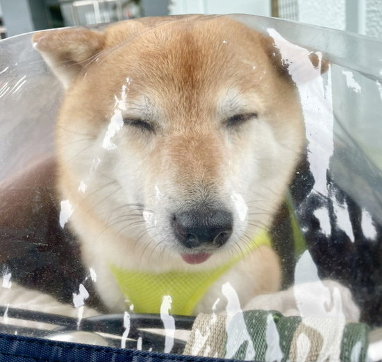 ベールの下の犬