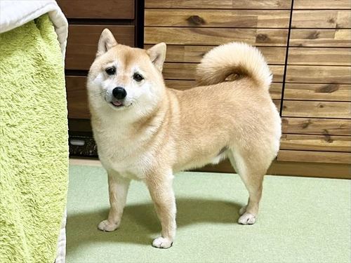 切ない顔の犬