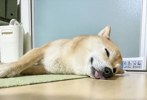 寝ている犬