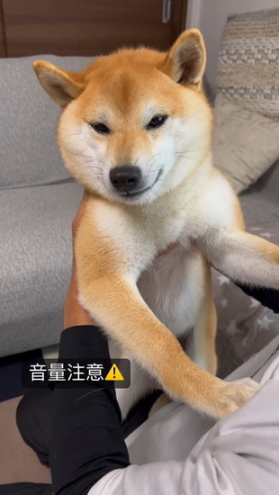 抱かれる犬