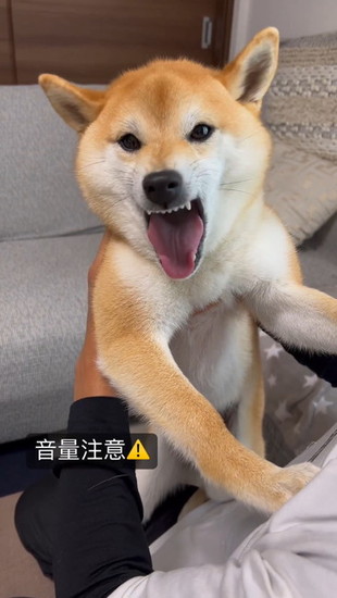 叫ぶ犬