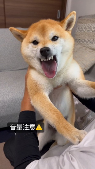 怒る犬