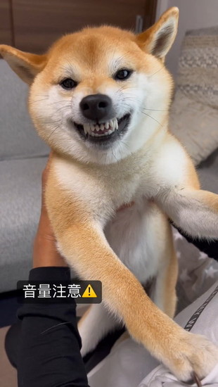 歯を見せる犬