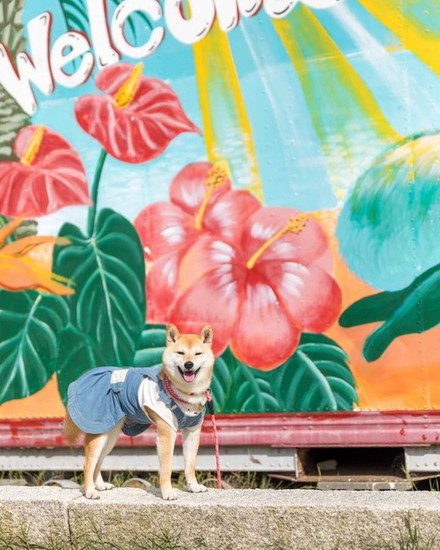 フォトスポットと犬